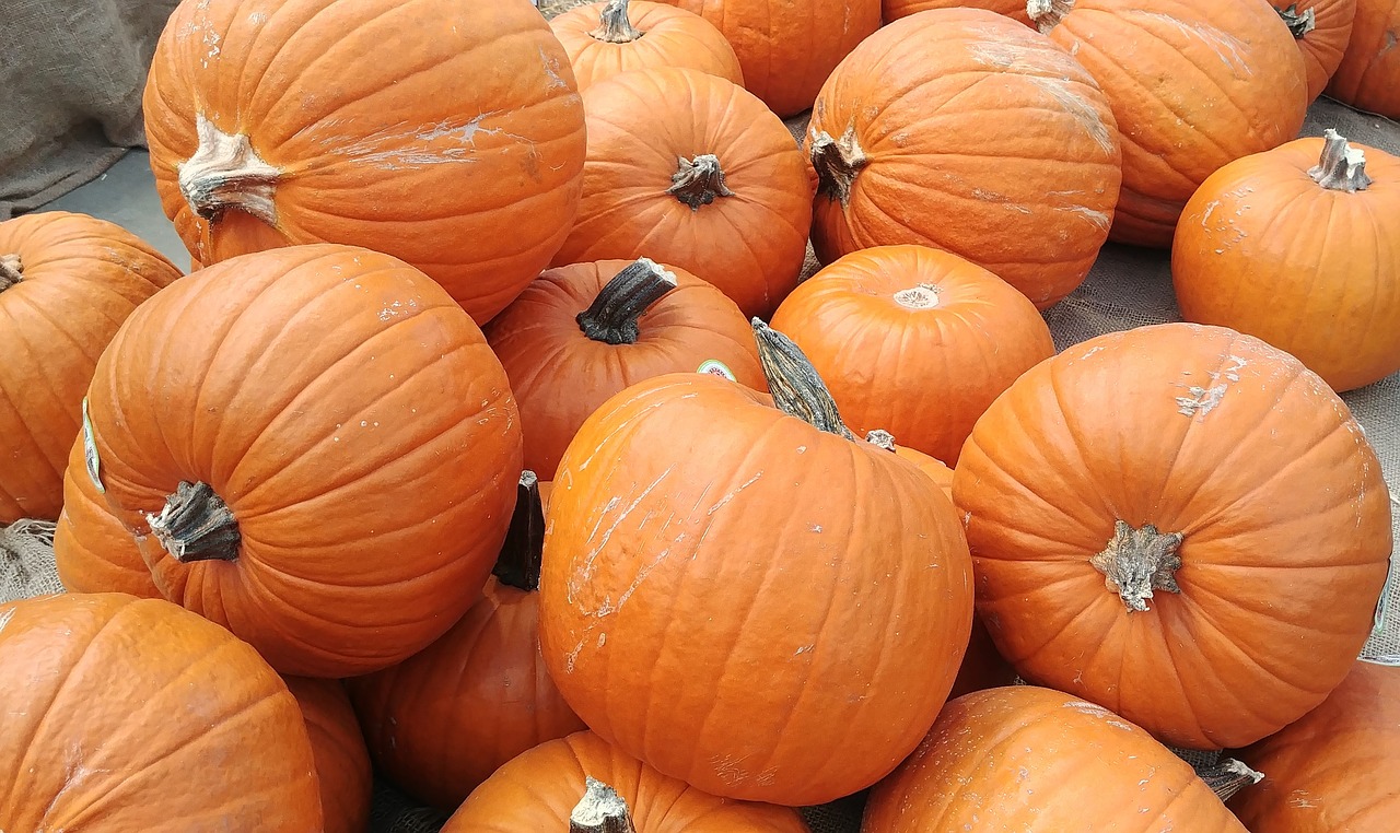 pumpkins autumn orange free photo