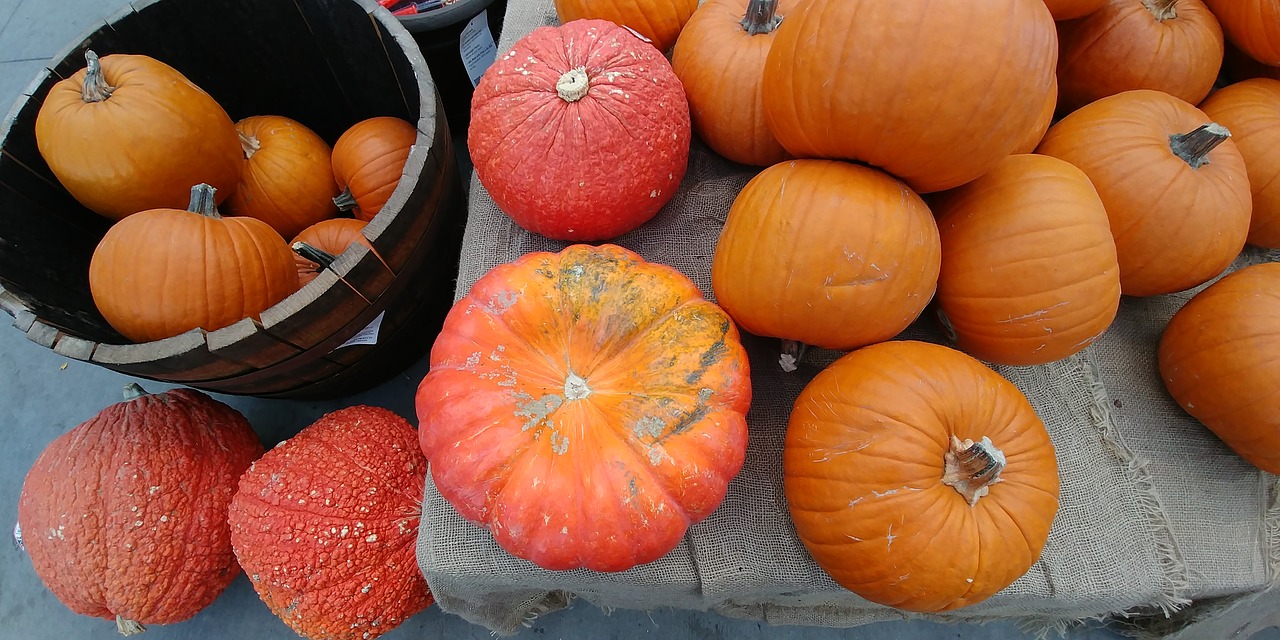 pumpkins autumn orange free photo