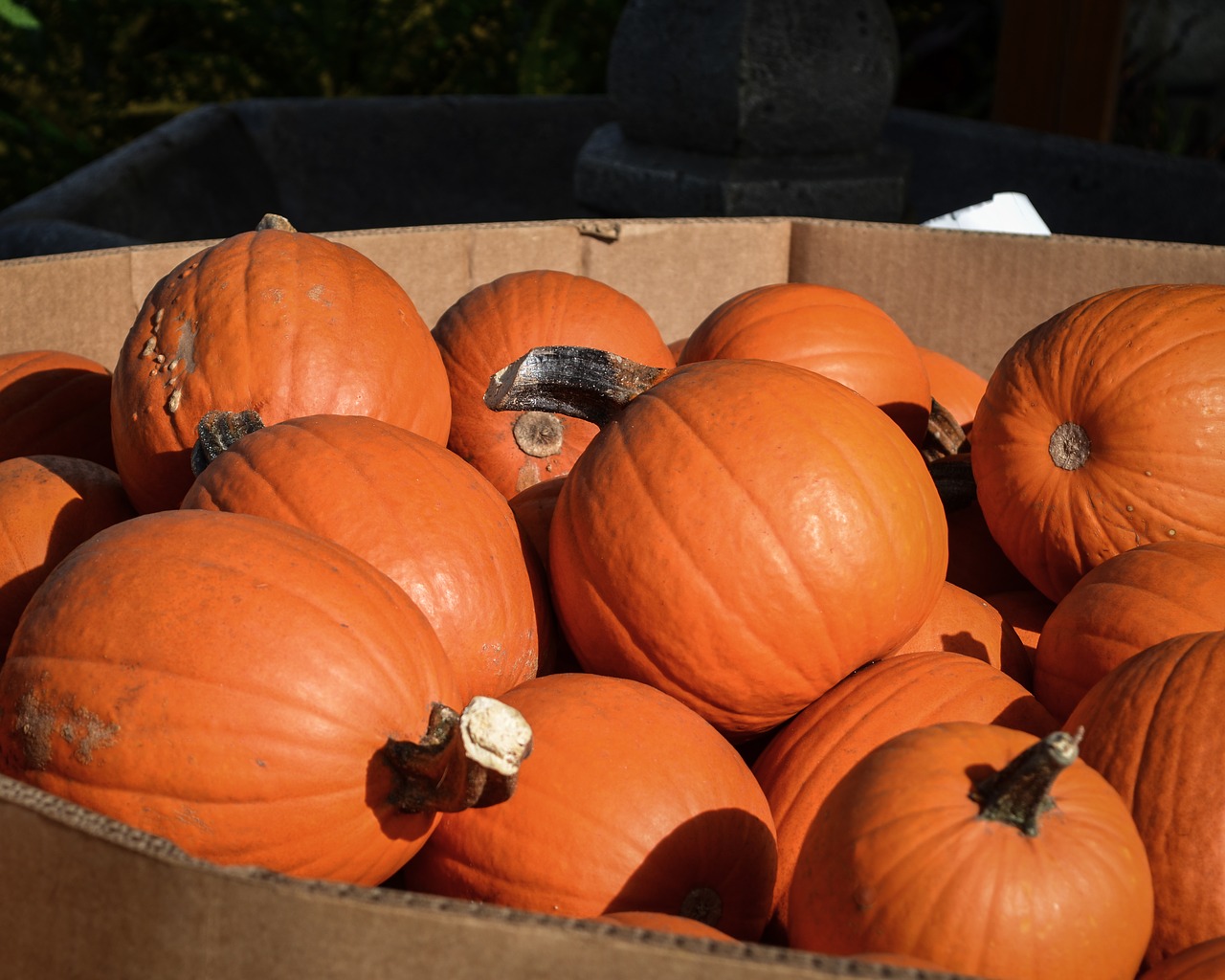 pumpkins orange bold color free photo