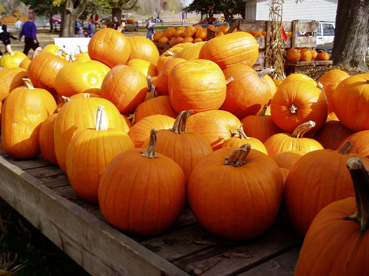 pumpkins fall garden free photo