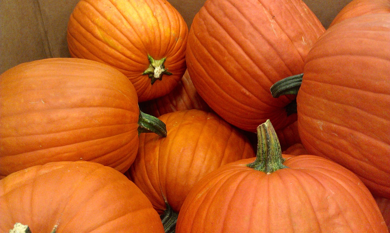 pumpkins halloween autumn free photo