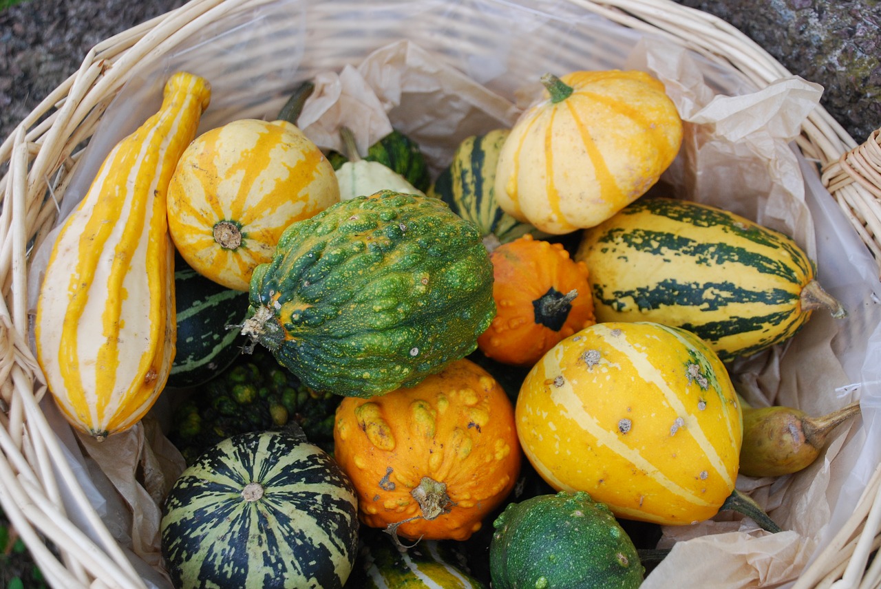 pumpkins halloween garden ornament free photo