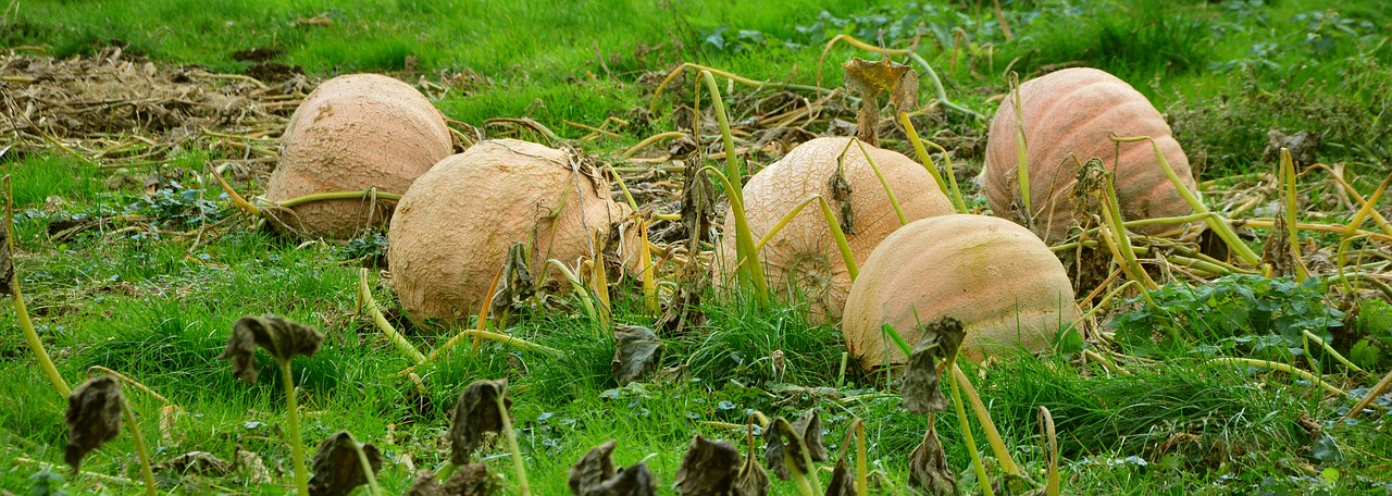 pumpkins giant pumpkins pumpkin cultivation free photo