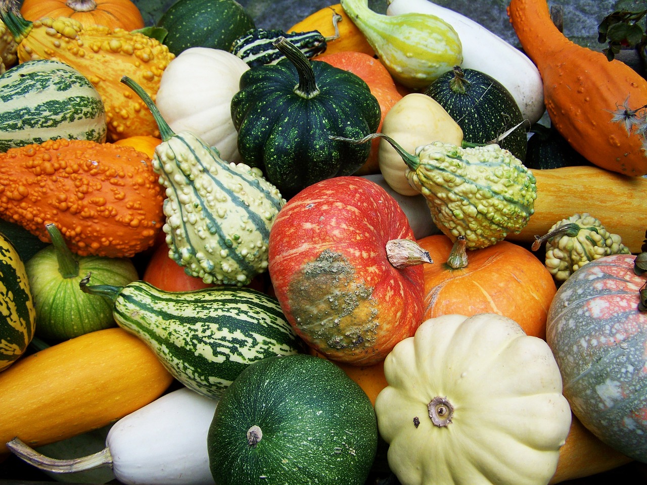 pumpkins colorful pumpkins fall harvest free photo