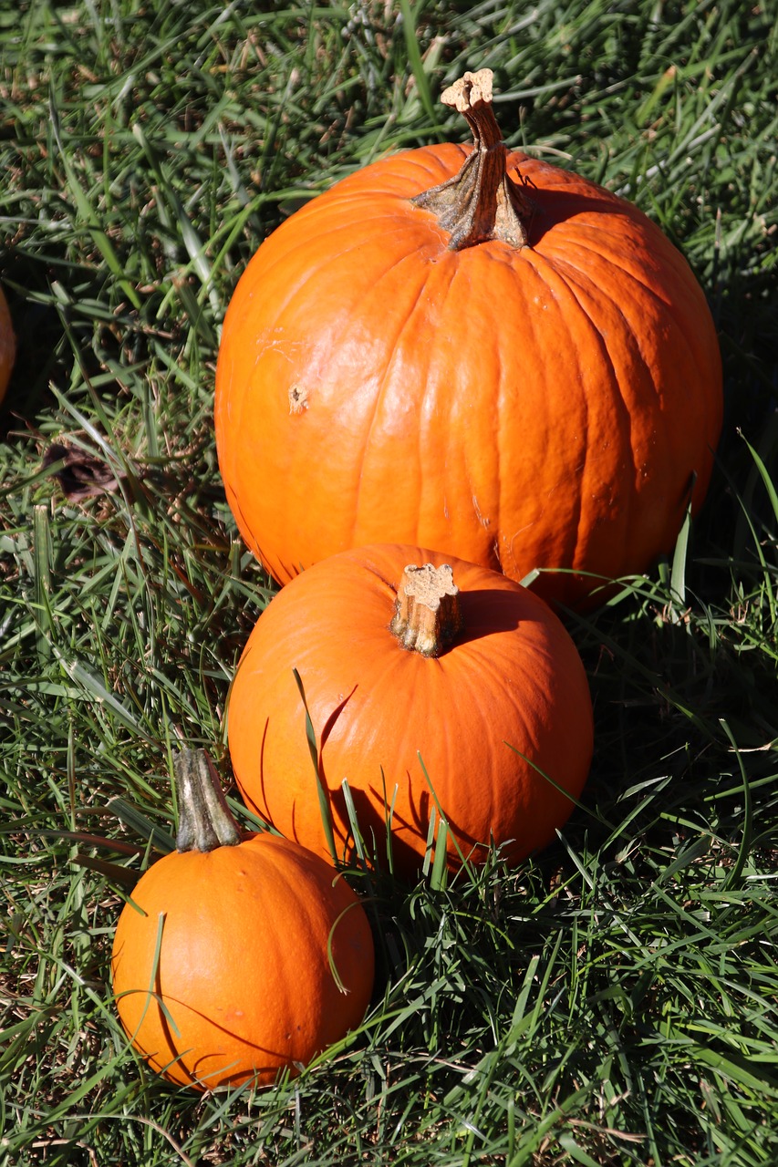 pumpkins  fall  autumn free photo