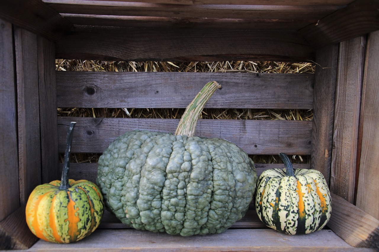 pumpkins  tasty  autumn free photo