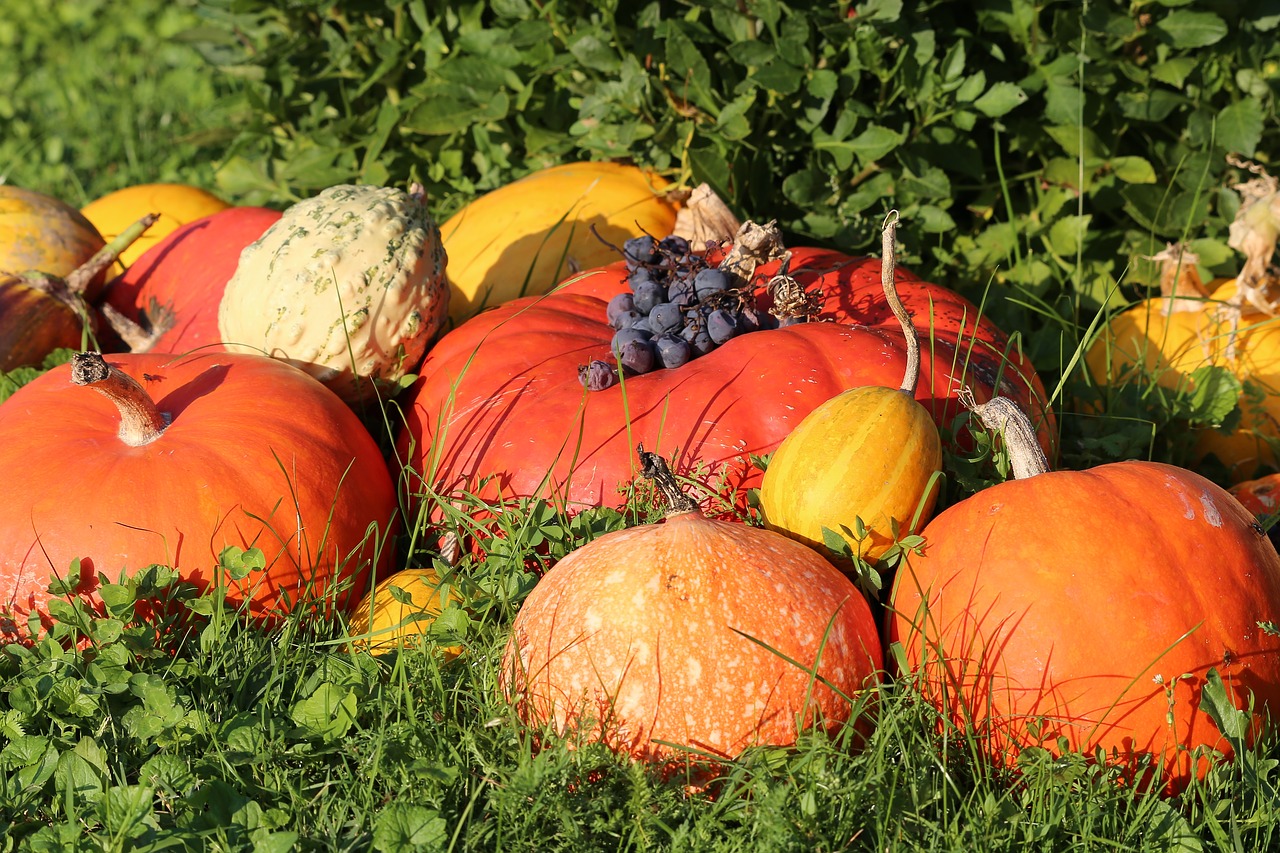 pumpkins  colorful  autumn free photo