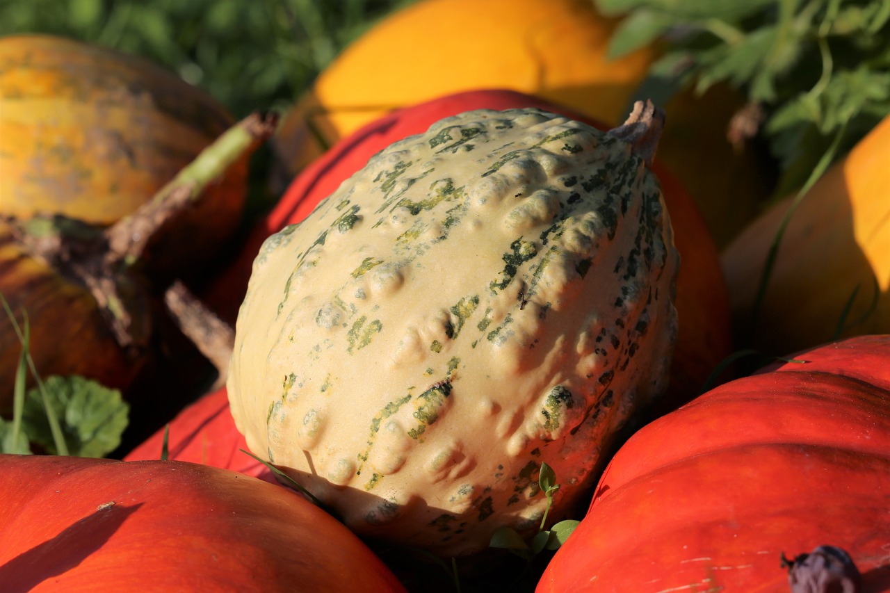 pumpkins  colorful  autumn free photo