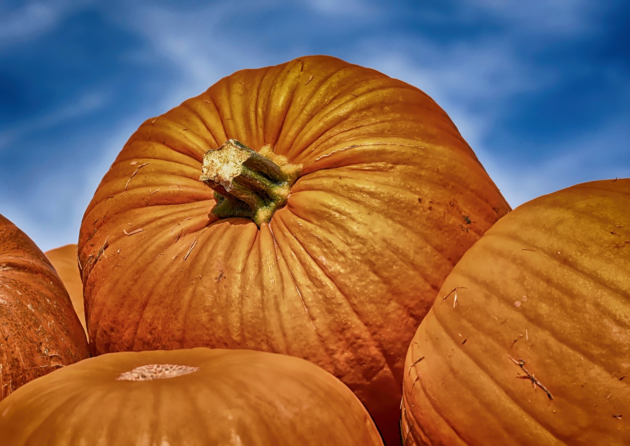 pumpkins  colorful  autumn free photo