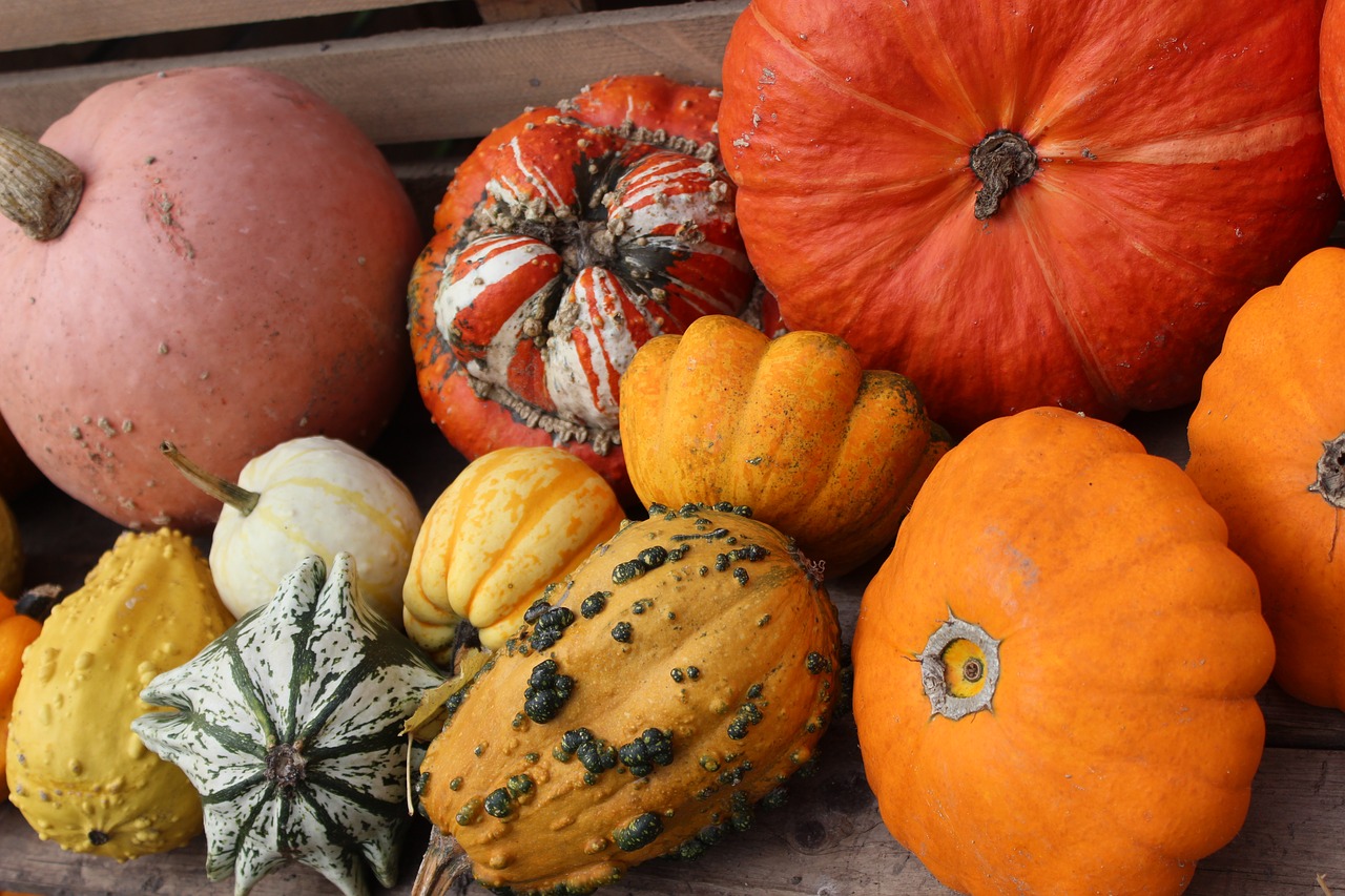 pumpkins  agriculture  harvest free photo