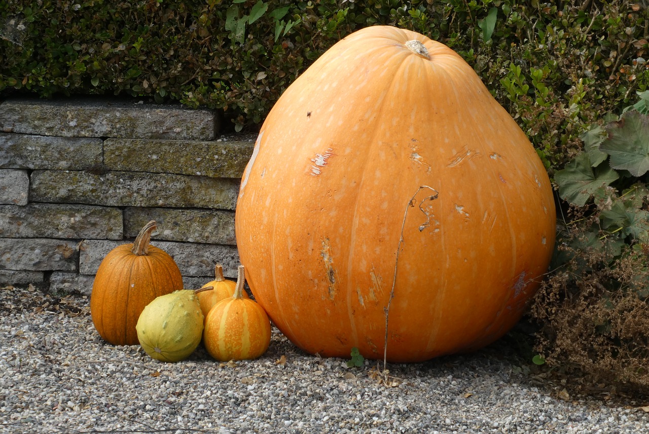 pumpkins  autumn  large free photo