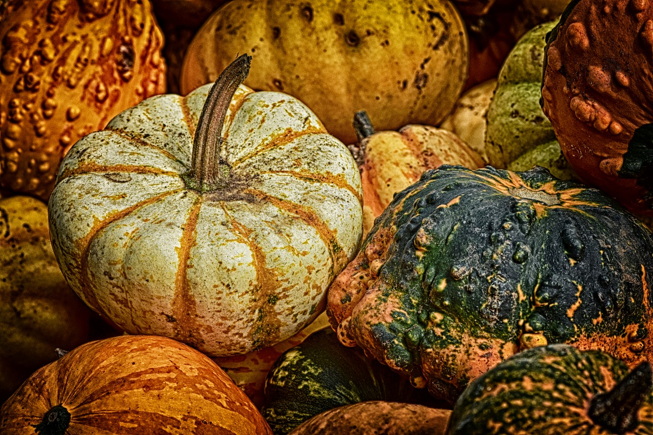 pumpkins  colorful  autumn free photo
