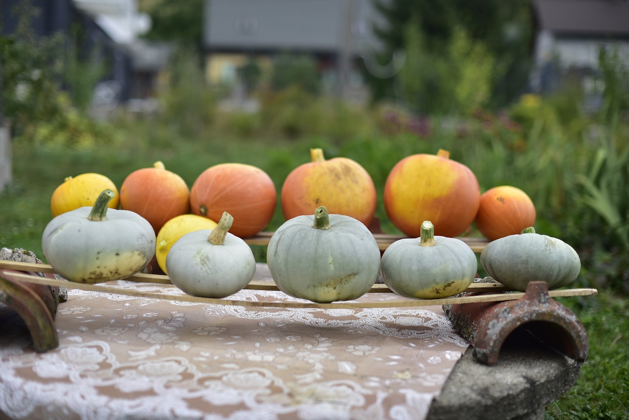 pumpkins  pumpkin butternut squash  vegetables free photo