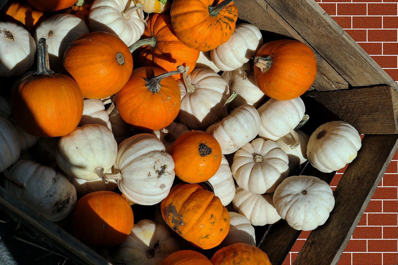 pumpkins  decorative squashes  autumn free photo