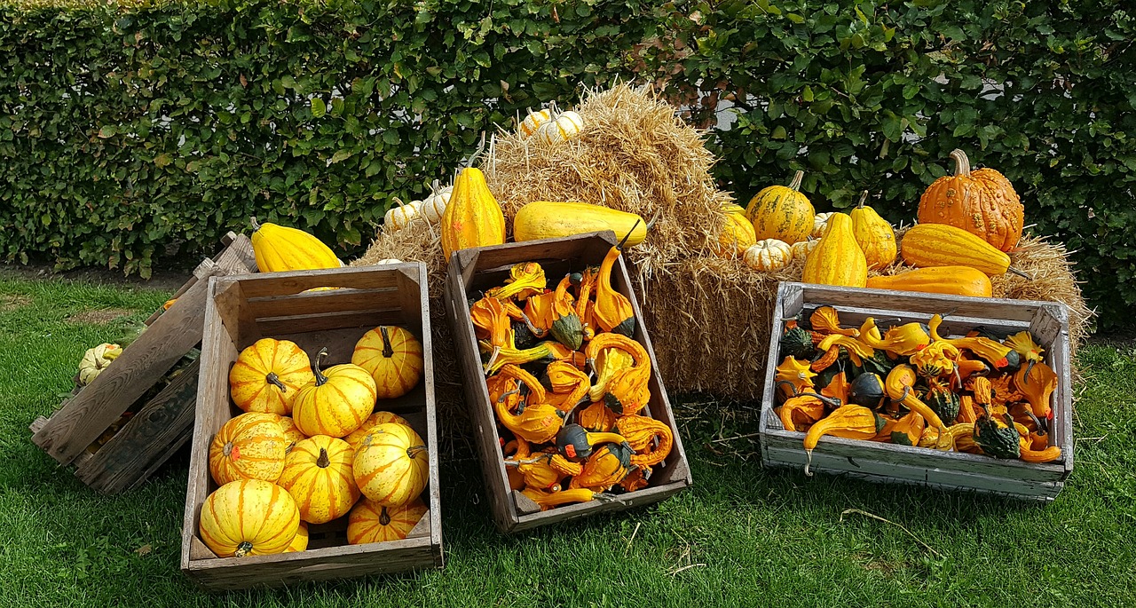 pumpkins  halloween  orange free photo