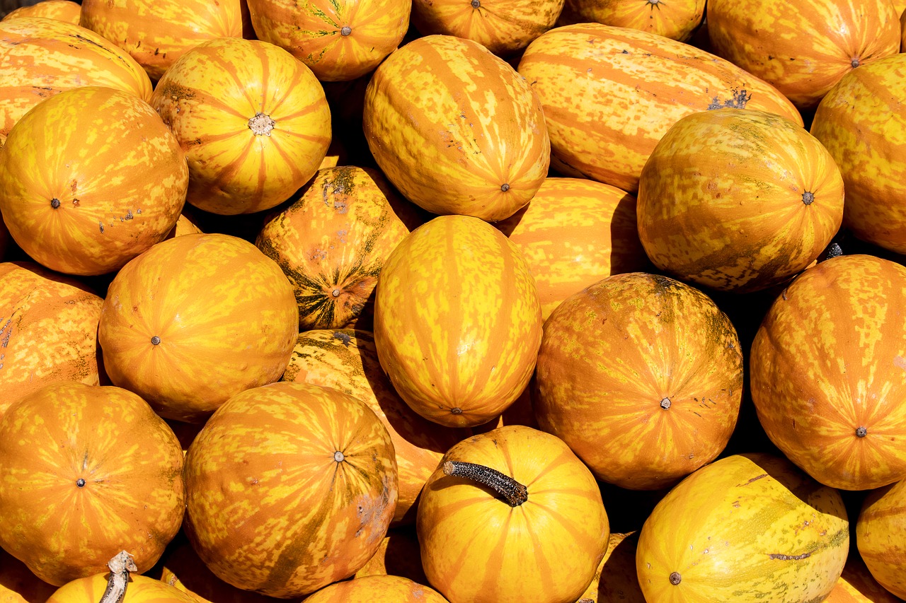 pumpkins  pumpkin  yellow free photo