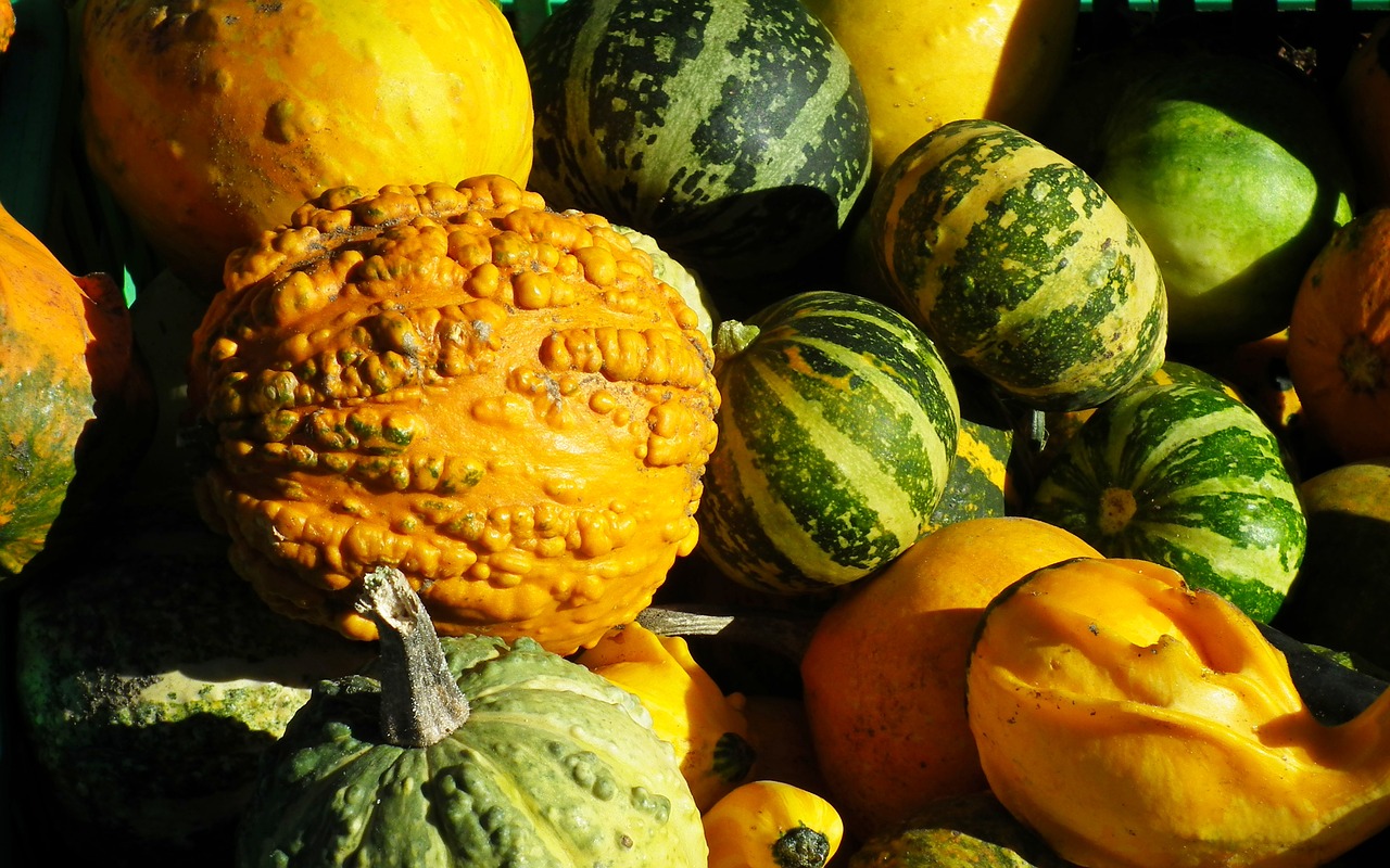 pumpkins  decorative  colorful free photo