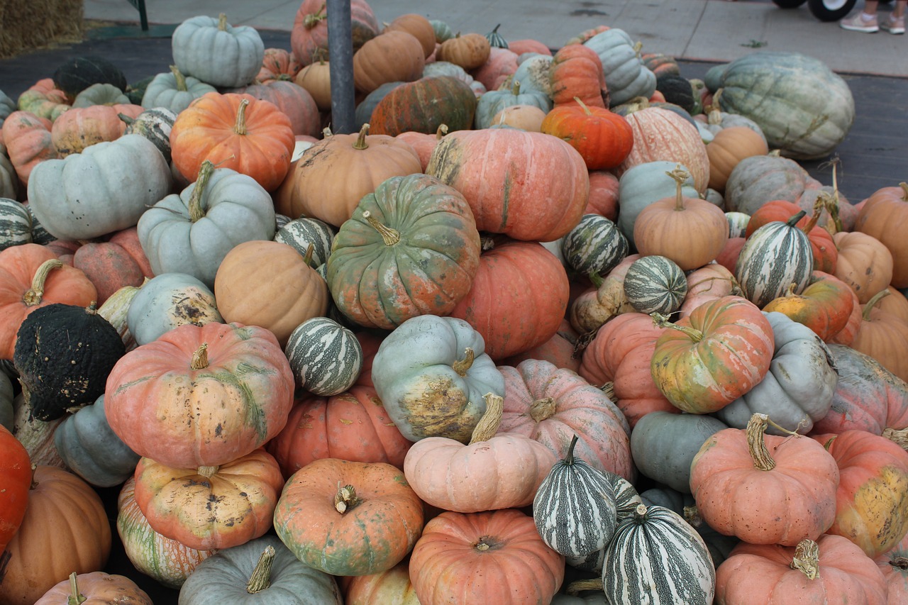 pumpkins  johnson farms plants and pumpkins  belton free photo