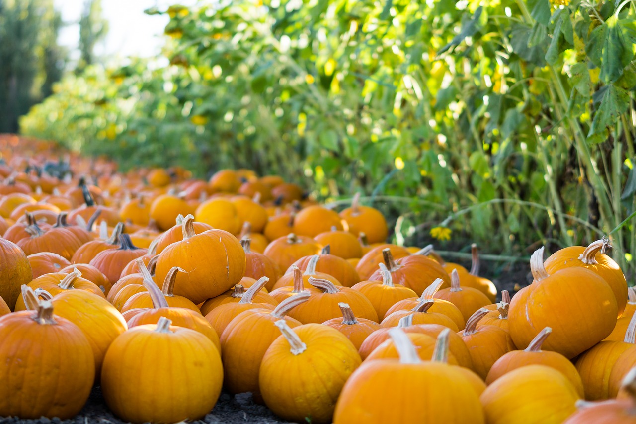 pumpkins  patch  fall free photo