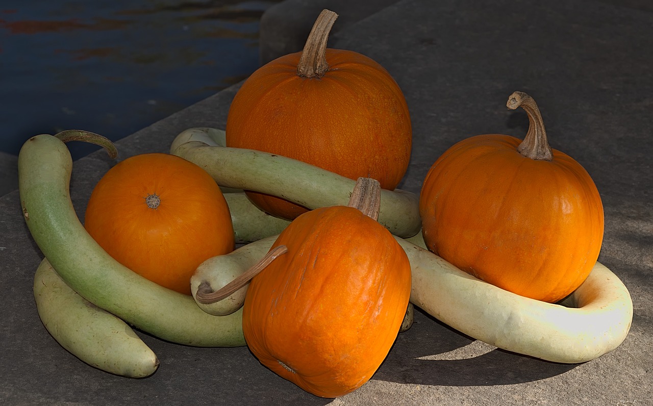 pumpkins  still life  autumn free photo