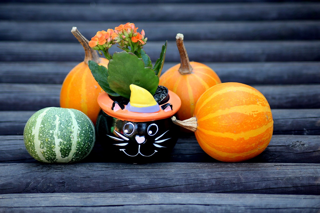 pumpkins  decoration  autumn free photo