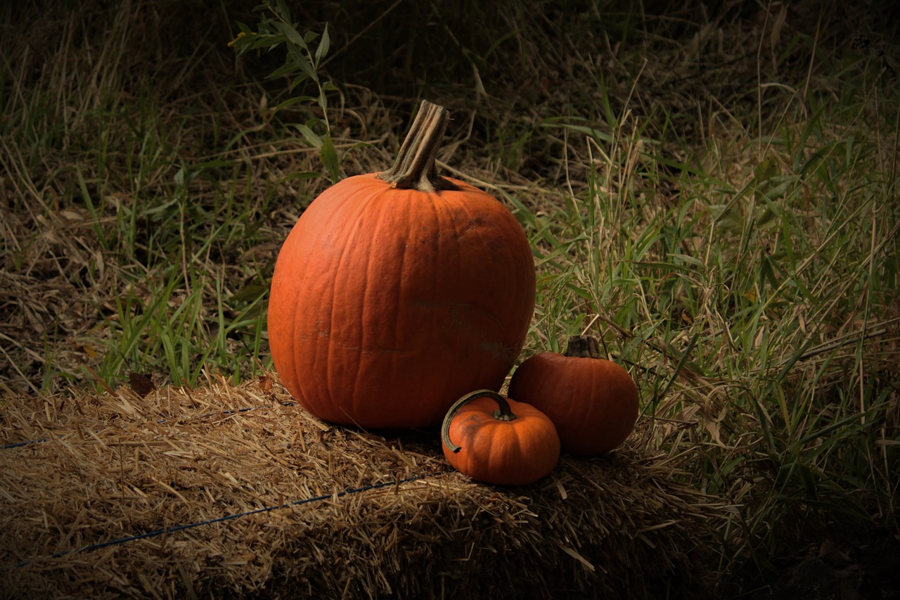 pumpkins  fall  autumn free photo