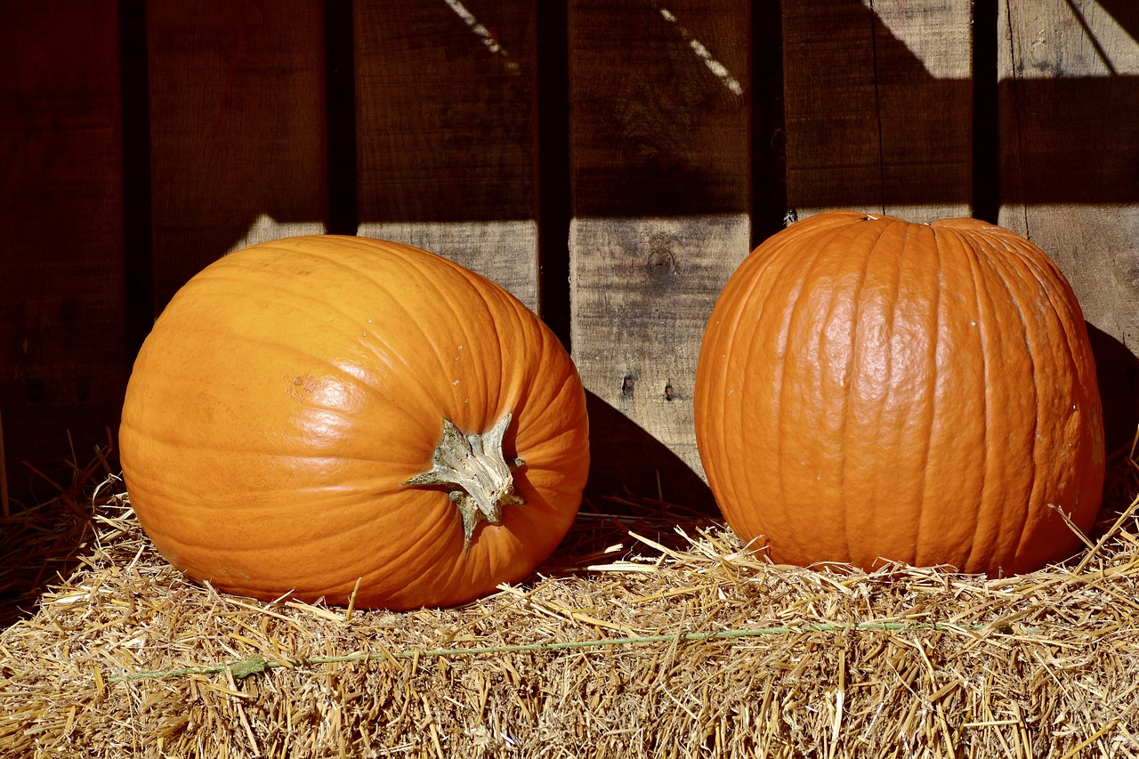 pumpkins  orange  hay free photo