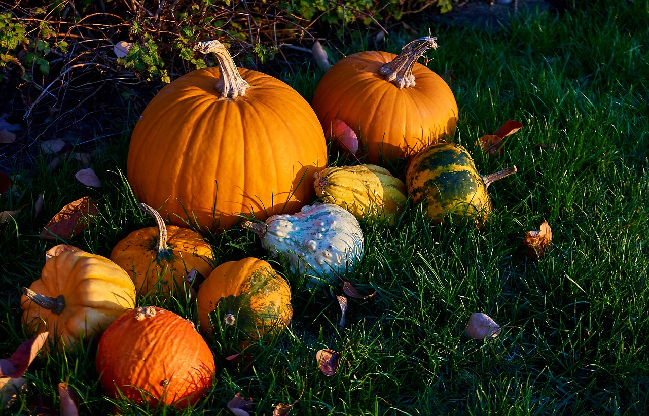 pumpkins  autumn  decoration free photo