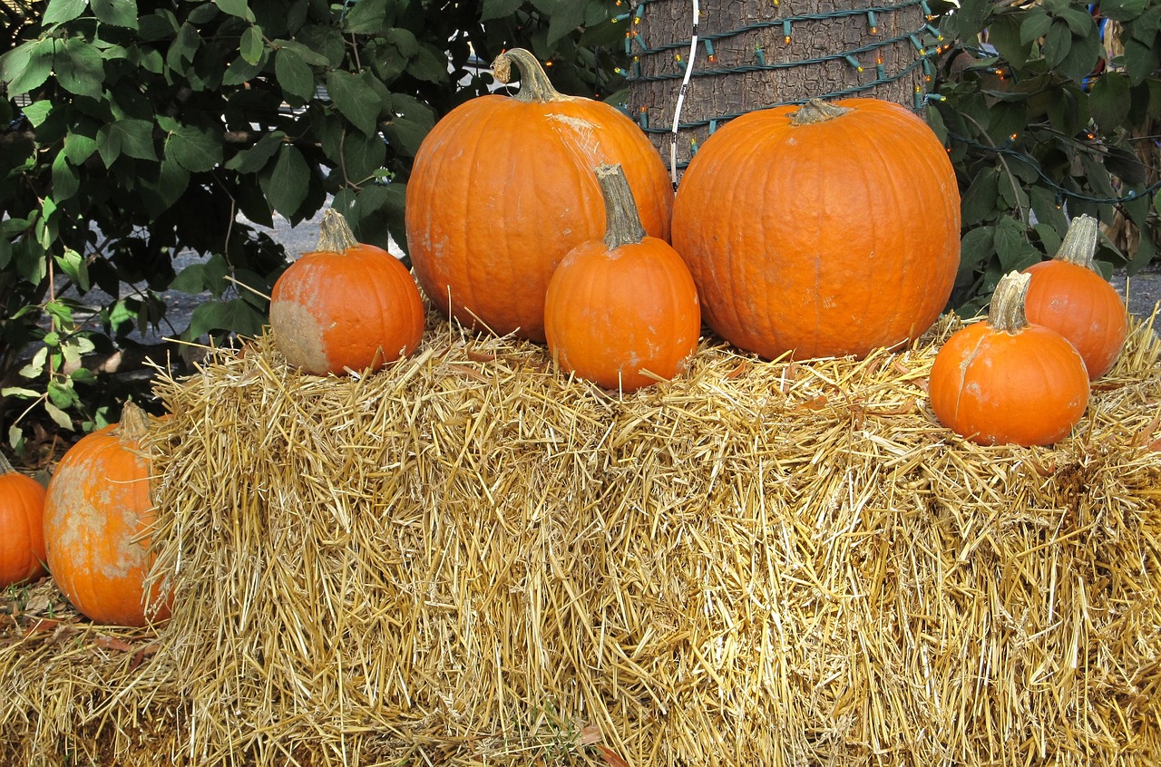 pumpkins  display  agriculture free photo