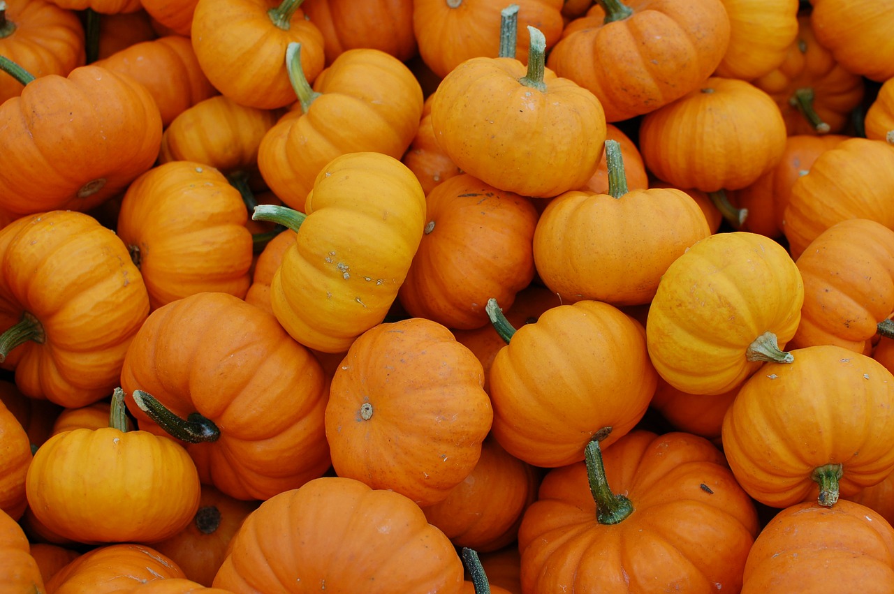 pumpkins october harvest free photo
