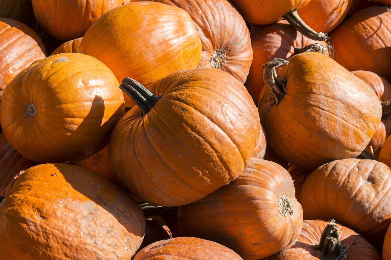 pumpkins  fresh  orange free photo