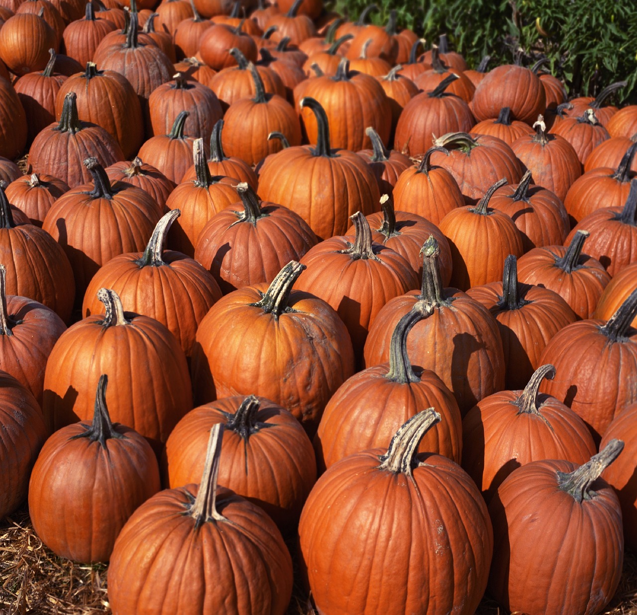 pumpkins  crop  autumn free photo