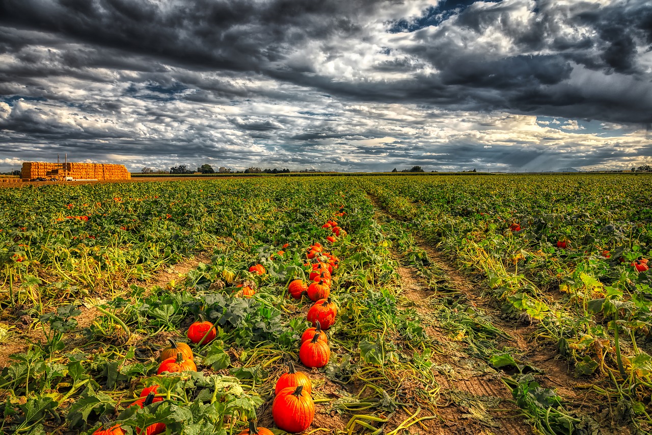 pumpkins  field  sky free photo