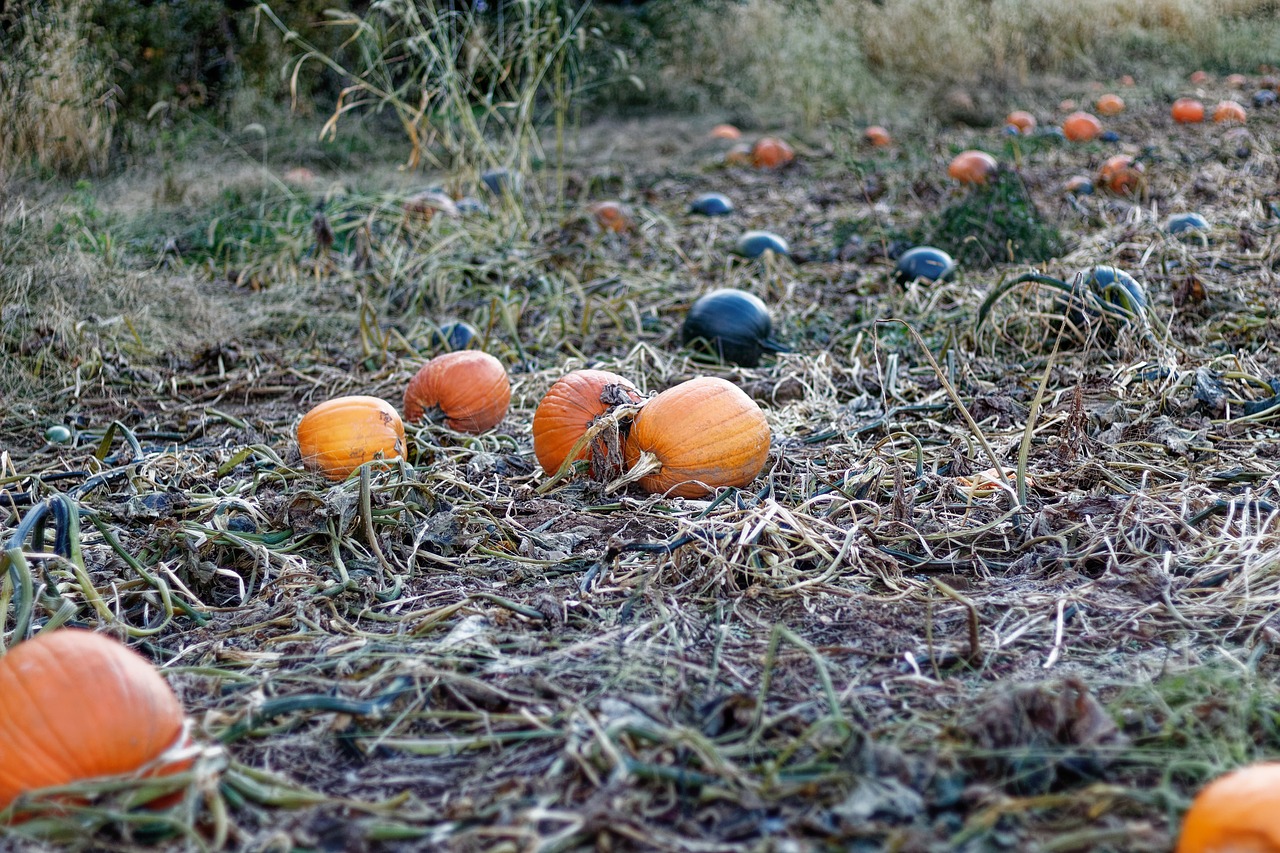 pumpkins  farm  vines free photo