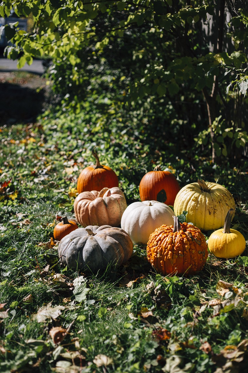 pumpkins  fall  pumpkin free photo