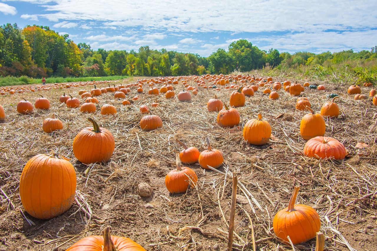 pumpkins  field  autumn free photo