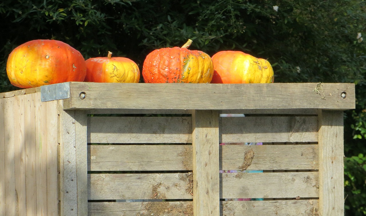 pumpkins autumn fruits free photo