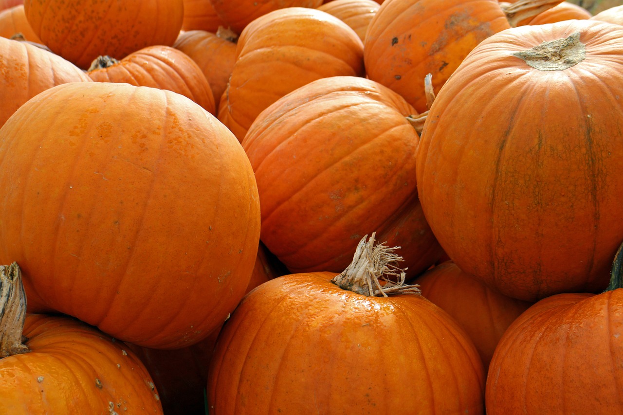 pumpkins autumn october free photo