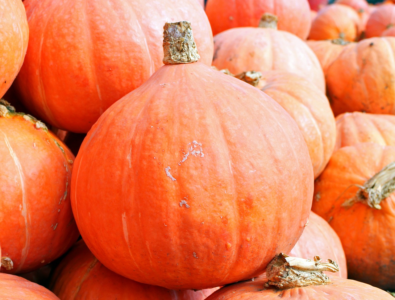 pumpkins hokkaido autumn free photo