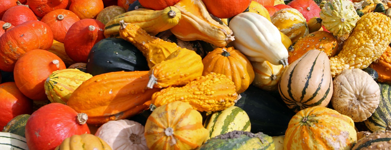 pumpkins autumn october free photo