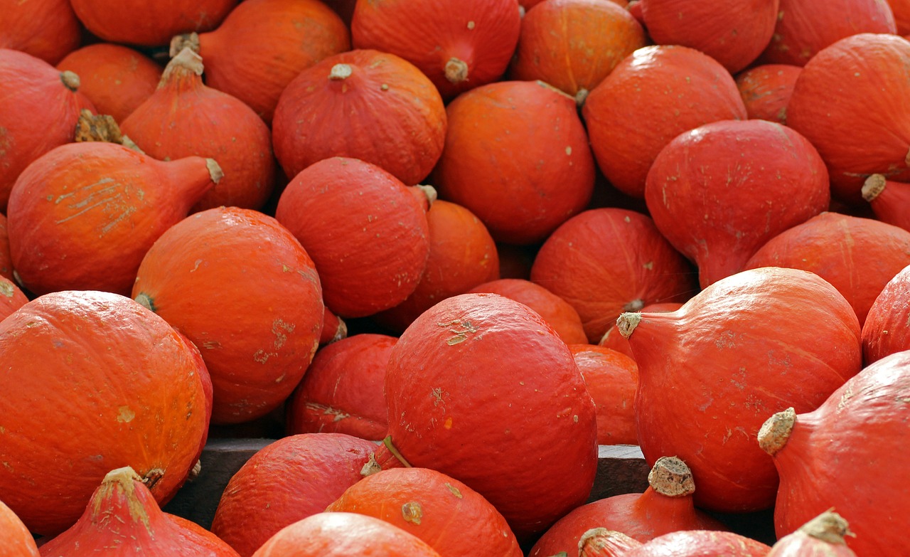 pumpkins hokkaido autumn free photo