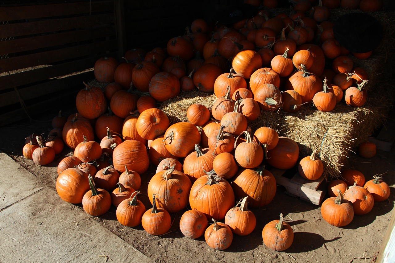 pumpkins pile fall free photo