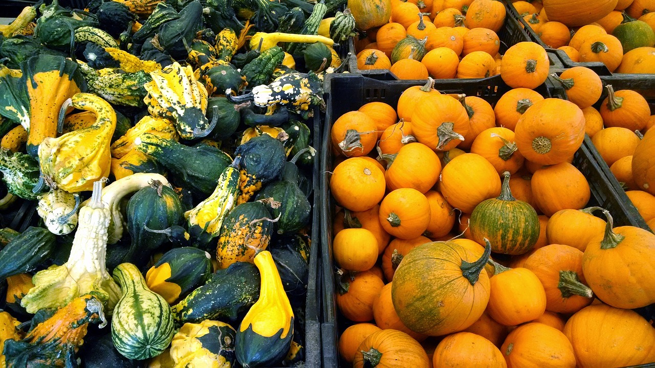 pumpkins orange harvest free photo