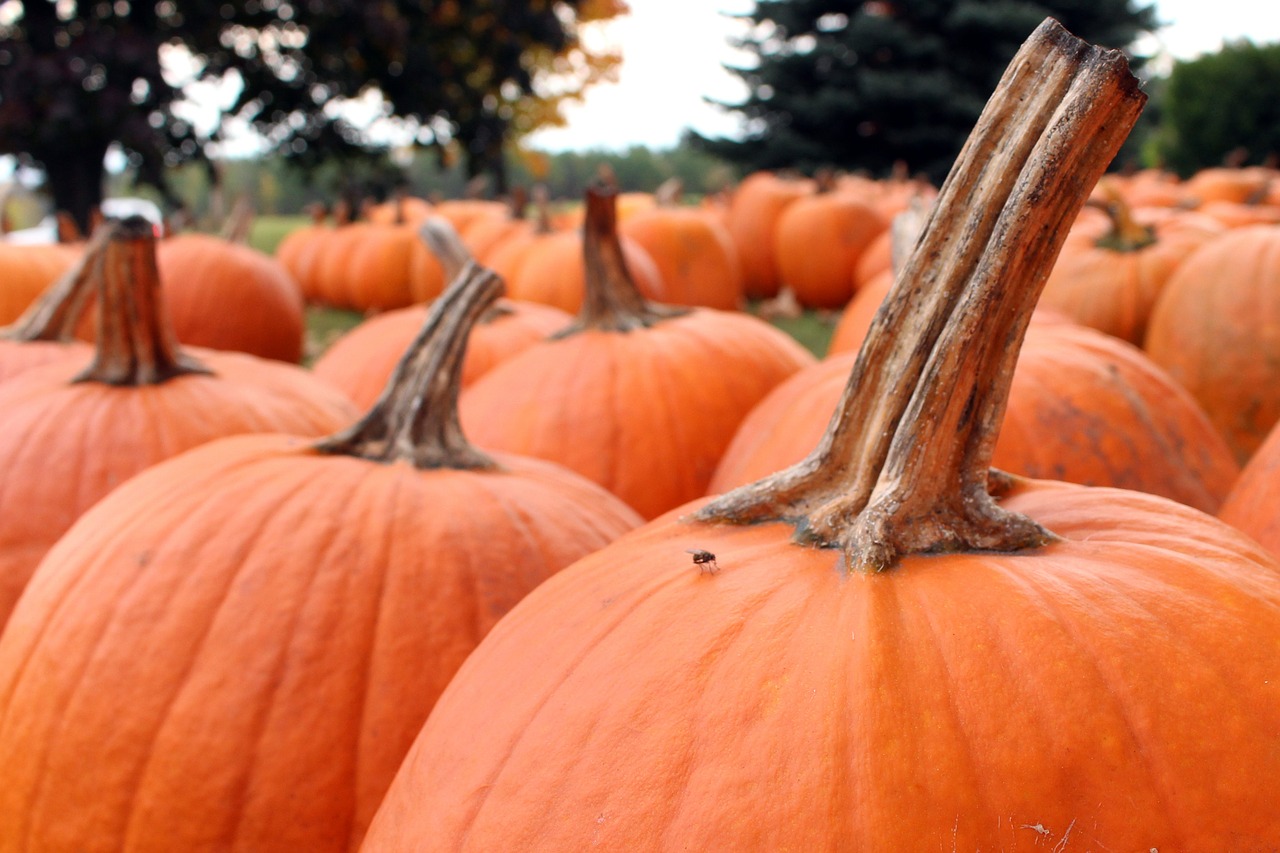 pumpkins halloween october free photo