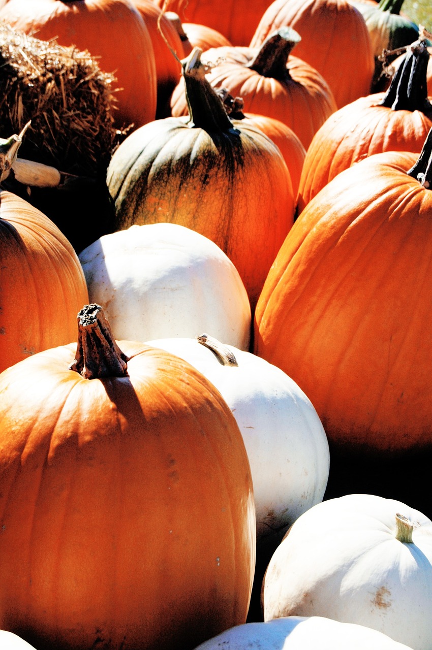 pumpkins fall orange free photo