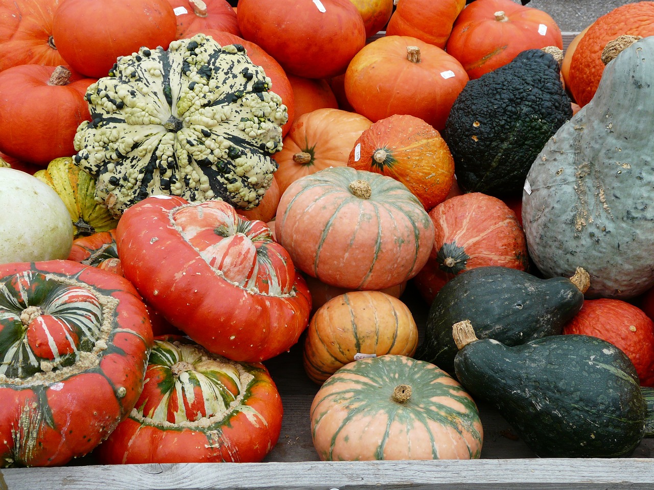 pumpkins kuebismarkt pumpkin species free photo