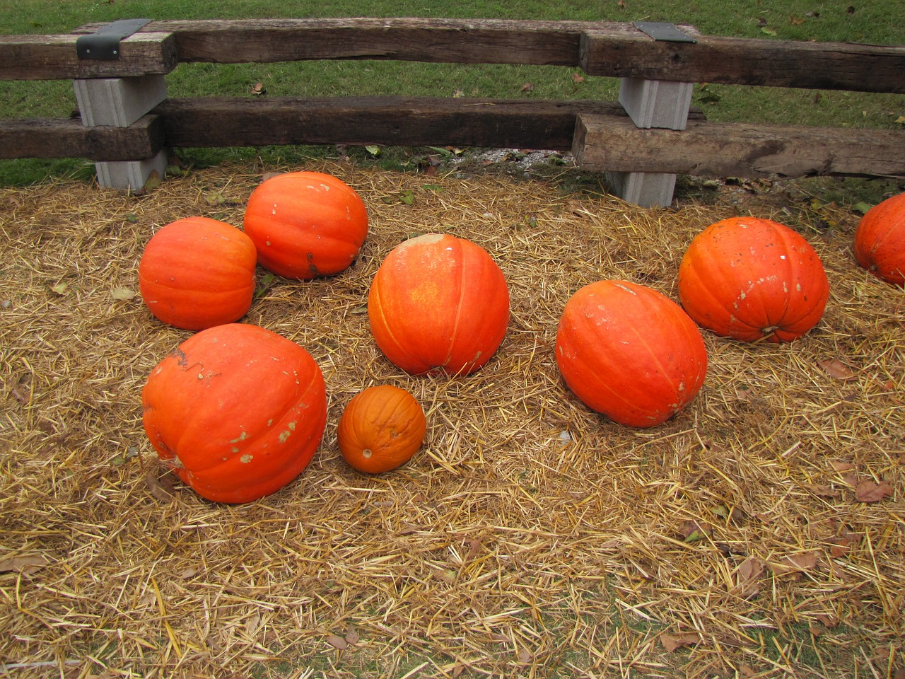 pumpkins fall october free photo
