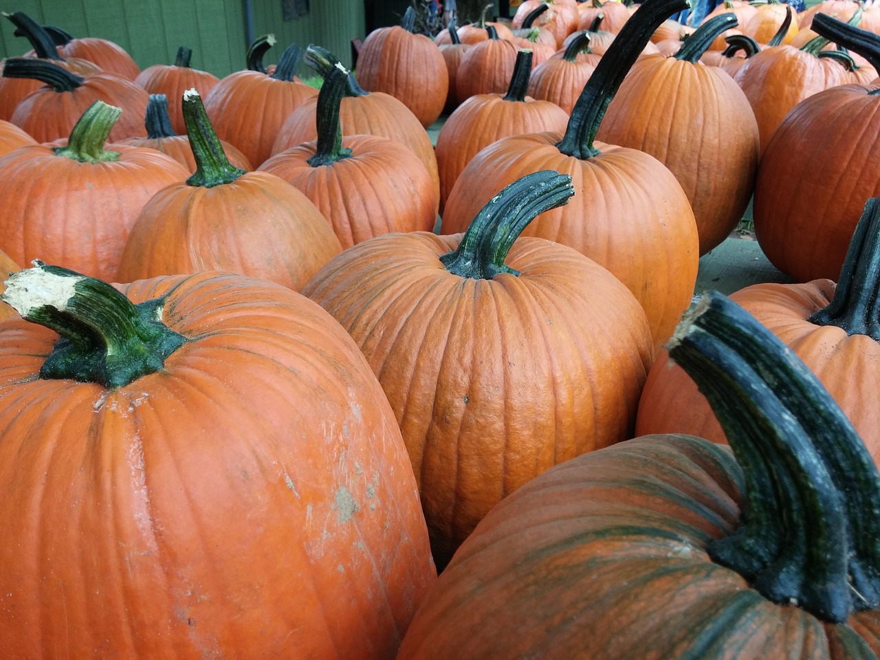 pumpkins fall orange free photo