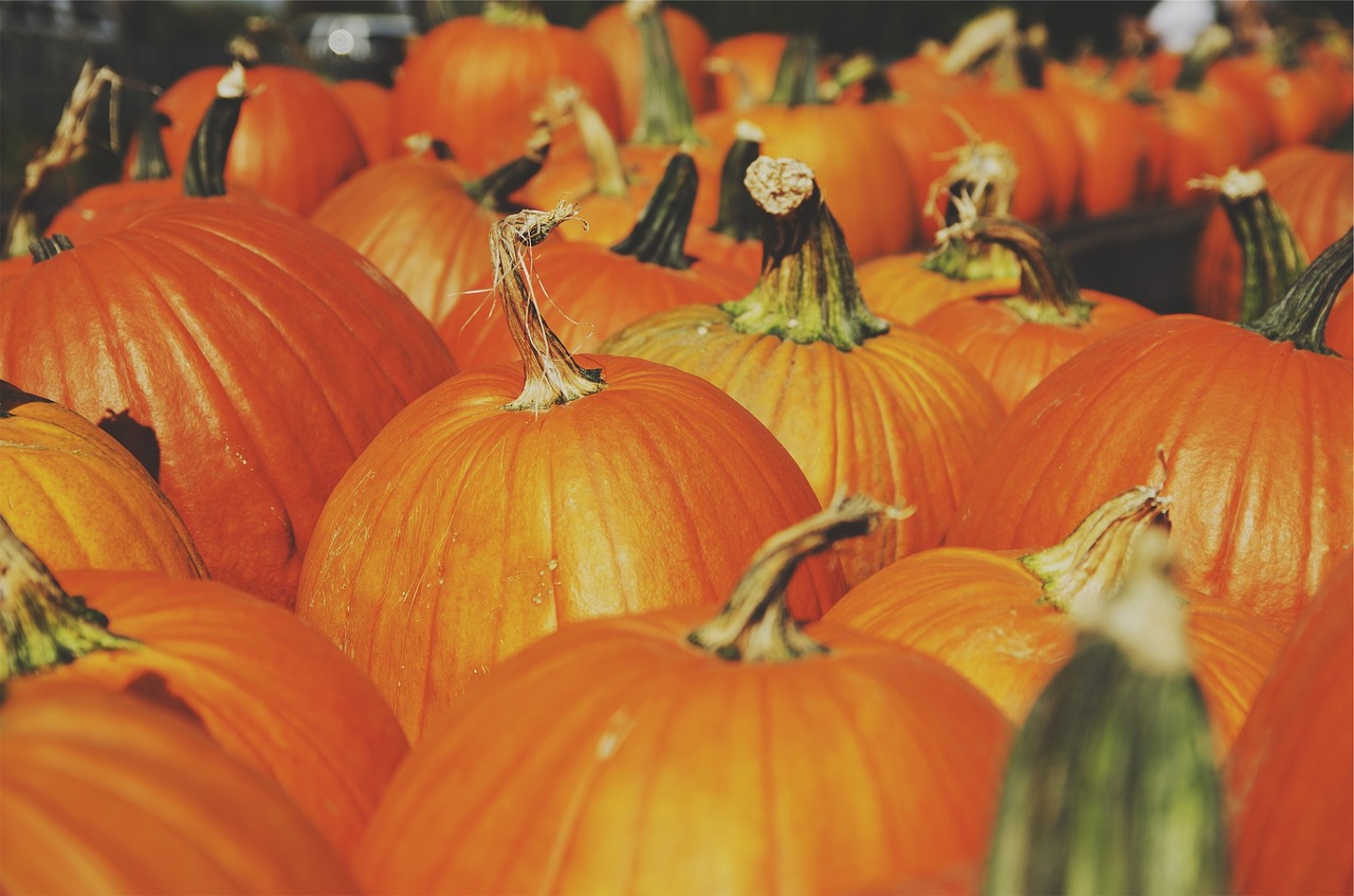 pumpkins orange autumn free photo