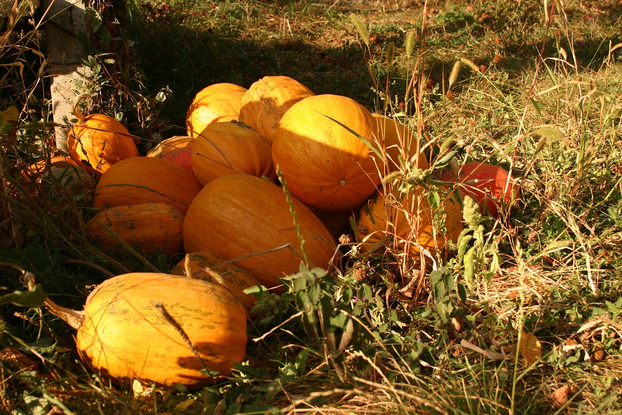 pumpkins nature field free photo